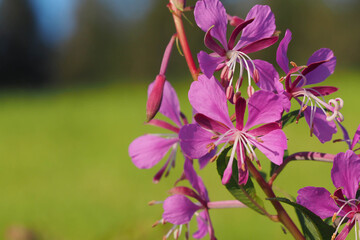 Einzelblüte des Schmalblättrigen Weidenröschens