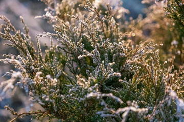 Juniper bush in winter.  Juniper branches are covered with snow or frost.