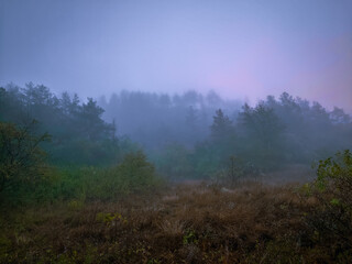 Foggy landscape with forest on the mountain. Coniferous forest on a hill in thick fog. Mystical fog over the forest.