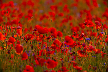 Poppy flowers field at sunset or sunrise