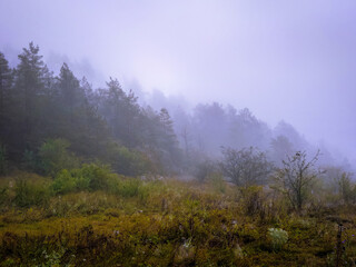 Foggy landscape with forest on the mountain. Coniferous forest on a hill in thick fog. Mystical fog over the forest.