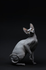 Gray, bald cat with yellow eyes of the Sphynx breed on an isolated black background. Advertising, collage, creativity
