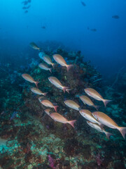 Schooling snappers (Pinjalo) in a coral reef (Mergui archipelago, Myanmar)