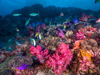 Fototapeta na wymiar Soft corals and sea anemones with reef fish(Mergui archipelago, Myanmar)