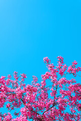 Beautiful pink blossom tree in spring time