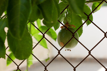 Passion Fruit behind fence