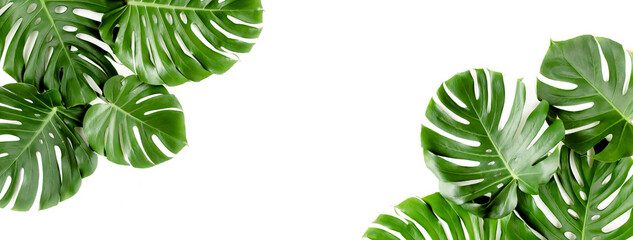 Banner of green tropical palm leaves Monstera on white background. Flat lay, top view. - obrazy, fototapety, plakaty