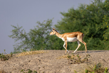 blackbuck or antilope cervicapra or indian antelope a near threatned animal in open field and grassland against blue sky and natural green background at tal chhapar sanctuary or forest rajasthan india