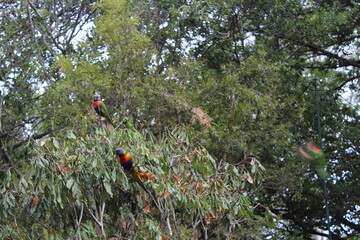 Colorful parrots sitting on trees