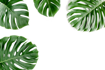 Fototapeta na wymiar Tropical palm leaves Monstera on white background. Flat lay, top view.