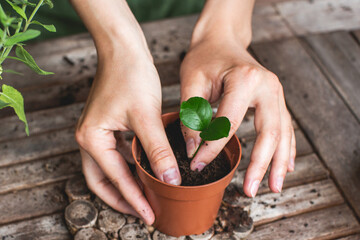  gardeners hands transplanting small citrus plant in plastic pots on wooden table. Concept of home...