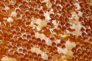 Newly pulled honey bee honeycomb beeswax on plastic foundation with pollen tracks.
