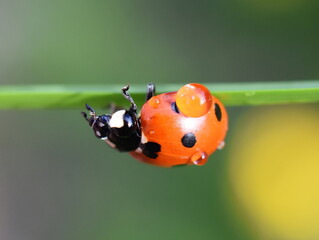 Sevenspotted ladybird coccinella septempunctata on a straw wet after rain