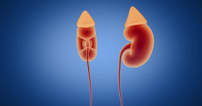 Kidneys, adrenal glands x-ray style, internal organs 3D render, anatomy of the human body, blue background