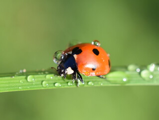 Sevenspotted ladybird coccinella septempunctata on a straw wet after rain