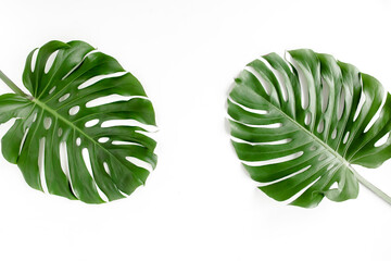 Naklejka na ściany i meble Tropical palm leaves Monstera on white background. Flat lay, top view.