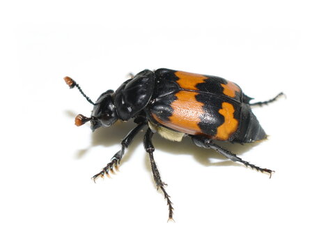 Black and orange carrion beetle Nicrophorus sp. on white background