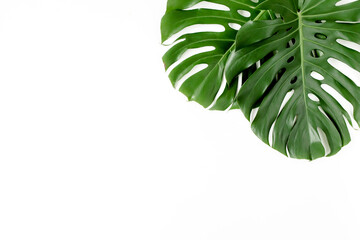 Tropical palm leaves Monstera on white background. Flat lay, top view.