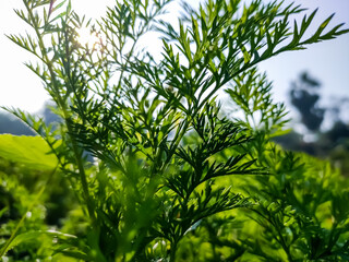 This is a small carrot leaf close-up macro shot in a winter morning in india.