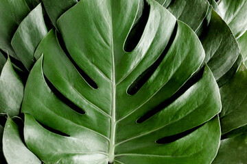 Background, Texture made of tropical palm leaves Monstera. Flat lay, top view.