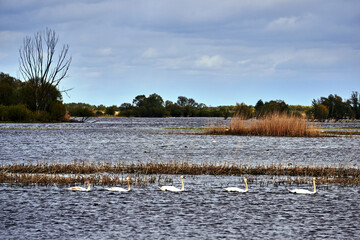 Swan swimming after the flood at the mouth of the River Warta