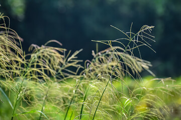 Digitaria eriantha, commonly known as digitgrass, is a grass grown in tropical and subtropical climates. It grows relatively well in various soils, but grows especially well in moist soils.