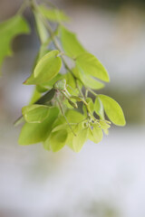 Fototapeta na wymiar Macro closeup of Green Mantis on leaves