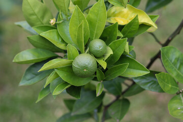 A small orange tree in the garden.