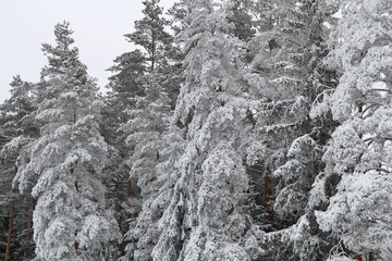 Winter forest in the foreground tree branch covered with white snow. Spruce, pine. Winter in Latvia, Europe. Forest landscape with frozen trees. Cloudy day in frosty forest. Christmas nature. 