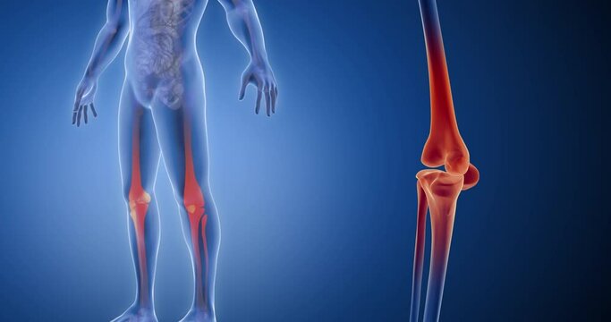Knee, patella bone x-ray style, internal organs 3D render, anatomy of the human body, blue background