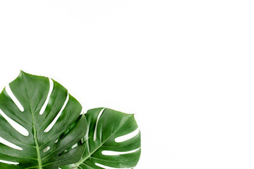 Tropical palm leaves Monstera on white background. Flat lay, top view.