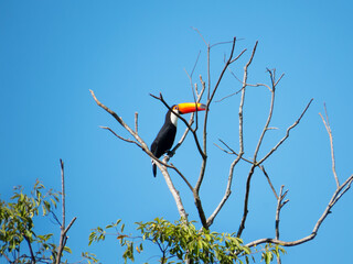 Toco Toucan, Ramphastos Toco, Giant Toucan, perched on the branch of the tree, in the interior of Rio de Janeiro, Brazil