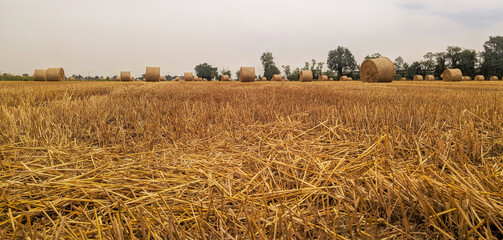 field of wheat in the sunset