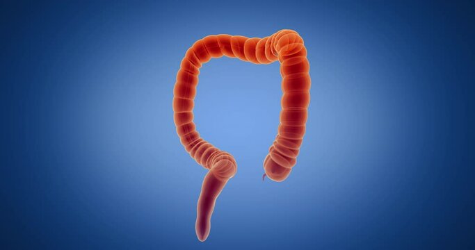 Intestines, large intestine, small intestine, intestinal tract, bowels x-ray style, internal organs 3D render, anatomy of the human body, blue background