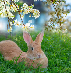 a cute rabbit resting in the garden