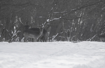Group of wild deer (dama dama) in winter landscape, on the field outside the forest
