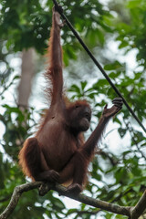 orangutans or pongo pygmaeus is the only asian great found on the island of Borneo and Sumatra