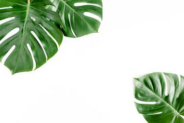Tropical palm leaves Monstera on white background. Flat lay, top view.