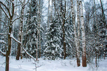 snow covered trees and blue sky