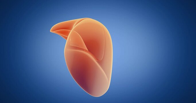Liver x-ray style, internal organs 3D render, anatomy of the human body, blue background