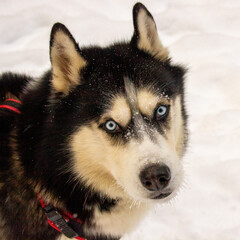 siberian husky dog 