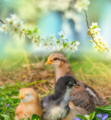 chickens in the garden