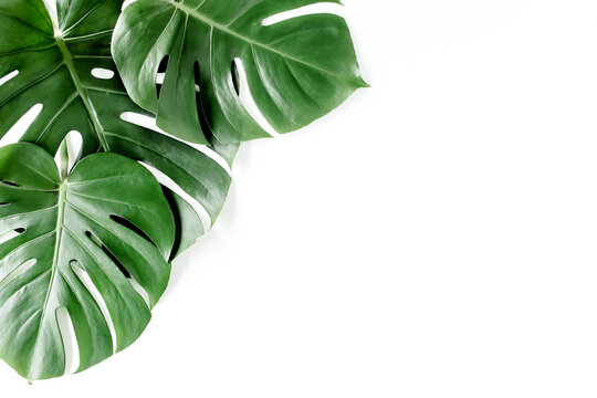 Tropical palm leaves Monstera on white background. Flat lay, top view.