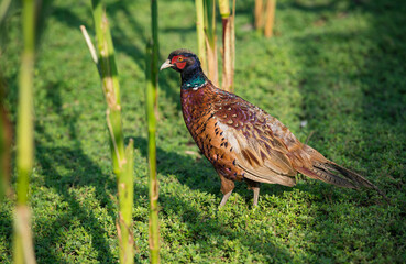 Common pheasant, phasianus colchicus, walks among the corn