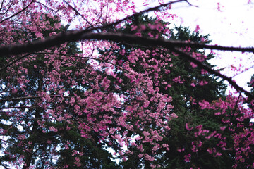 Pink flowers in the forest against a bright sky
