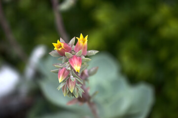 beautiful Brazilian flower on a green background