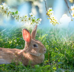 a cute rabbit resting in a grass