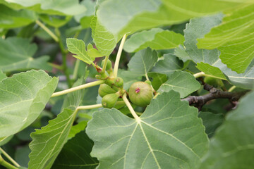 A beautiful fig tree laden with figs.