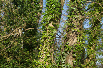 Fototapeta premium Bright Winter Sunlight on Wild Ivy (Hedera helix) Growing up a Fence Post in Woodland in Rural Devon, England, UK