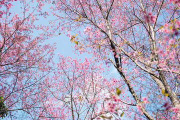 Pink flowers in the forest against a bright sky